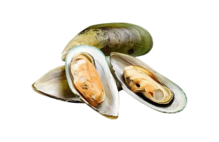 Žaliosios midijos